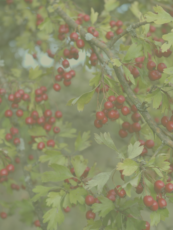 Hawthorn - A Herb for Heart Strength and Love