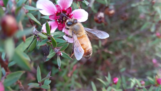 What Are Flower Essences?