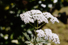Herbal First Aid Workshop