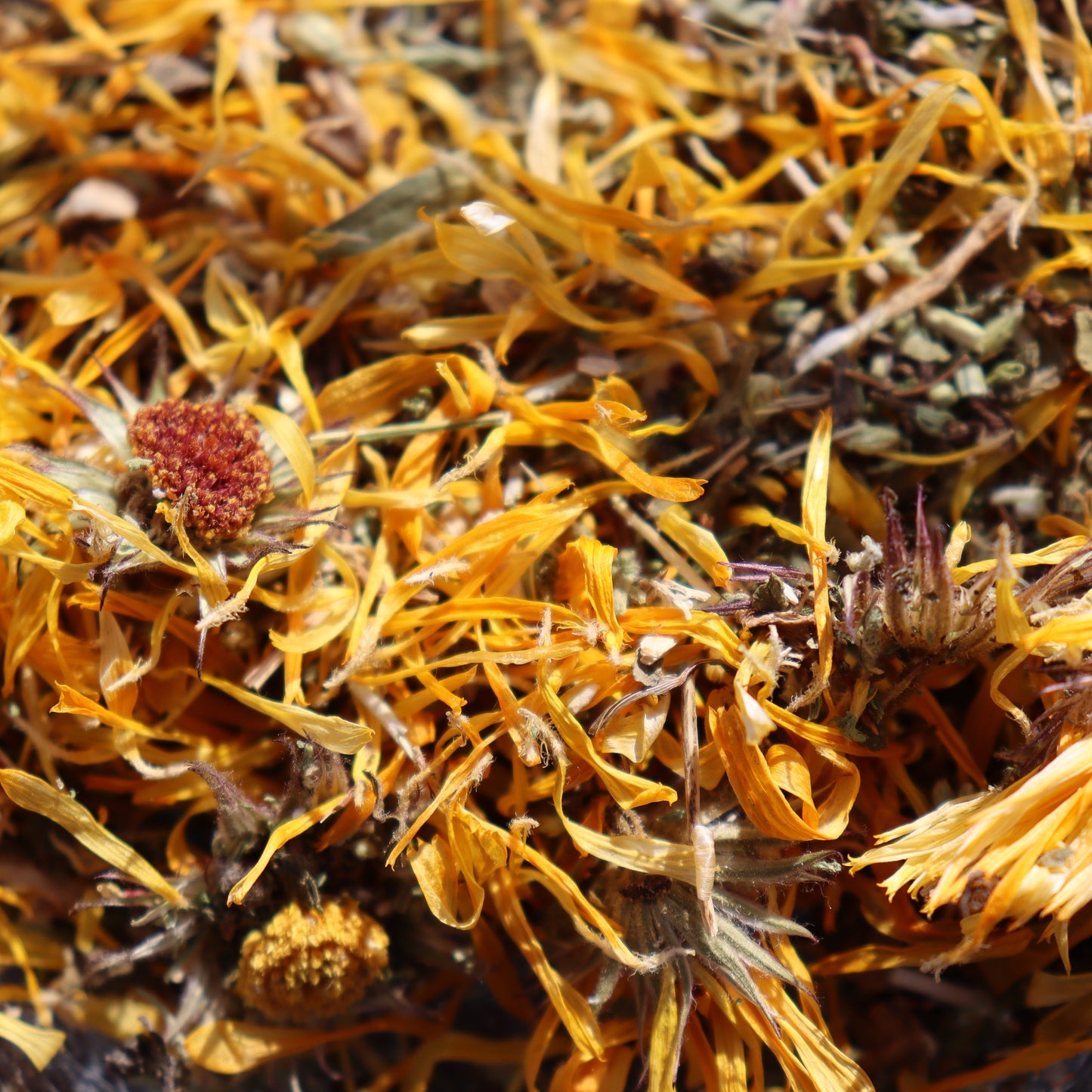 Close-up of dried calendula healing herb blend