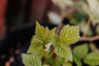 Herbal First Aid Workshop