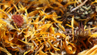 Close-up of dried herbal medicine calendula flowers