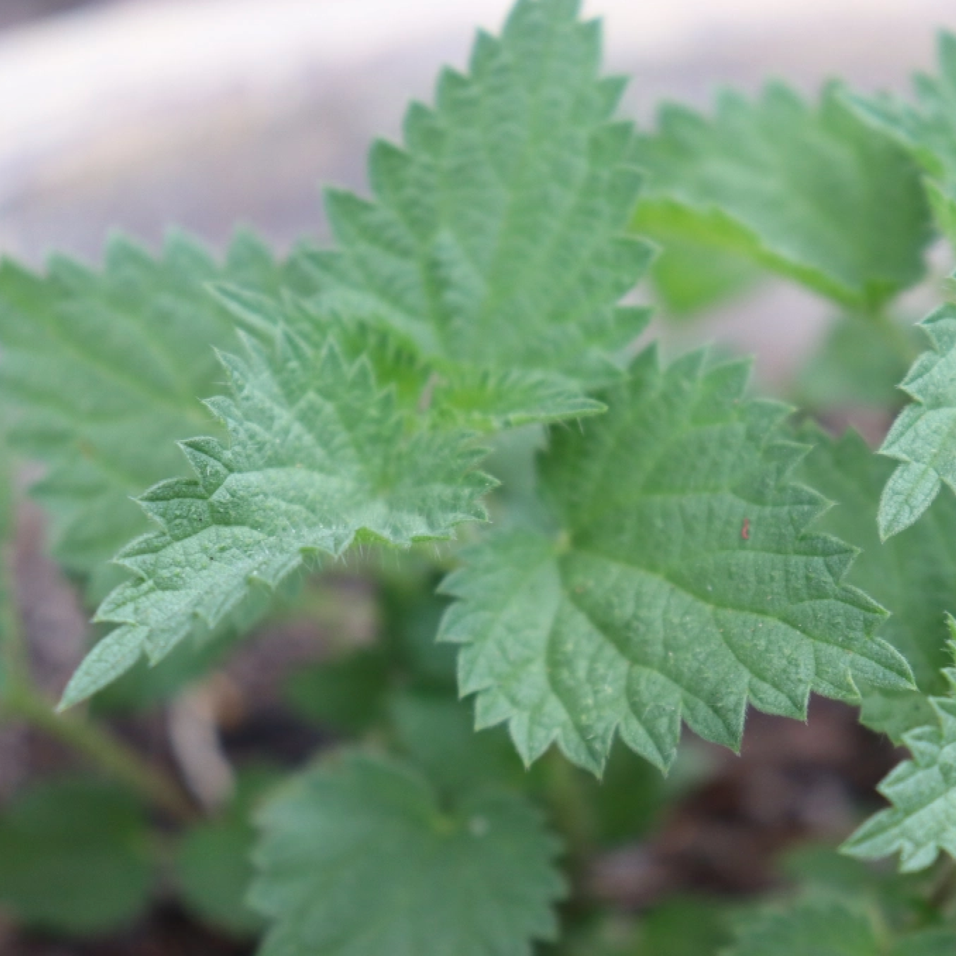 Close-up of green nettle leaves with a blurred background
