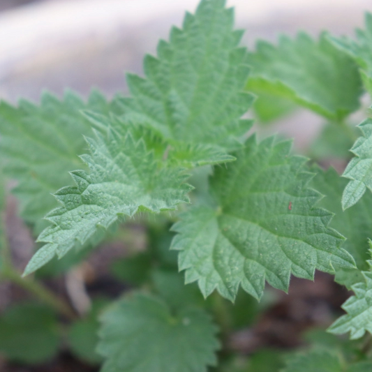 Close-up of green nettle leaves with a blurred background